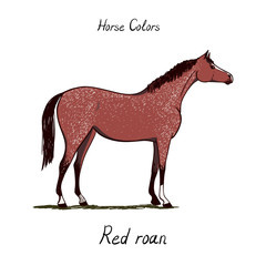Horse color chart on white.  Equine coat color with text. Equestrian scheme. Red roan type of horse. Vector hand drawn illustration.