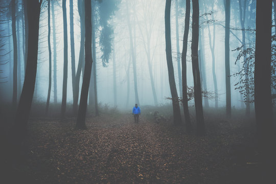 Fototapeta Spaziergang im Wald mit Nebel