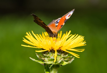 Шоколадница на цветке