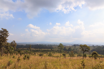 Fototapeta na wymiar savanna forest with sky