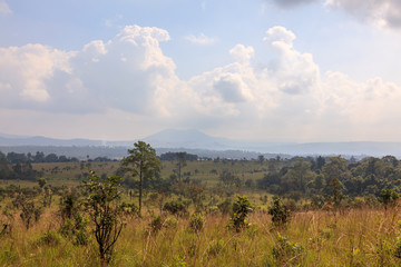 savanna forest with sky