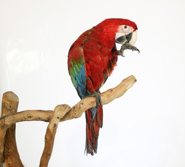 Colorful parrot landed on branch, isolated on white, Red-and-green macaw