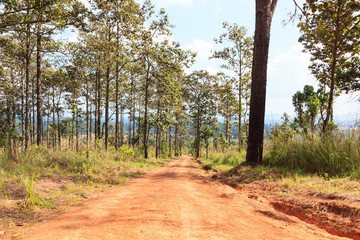 Fototapeta premium savanna forest with sky