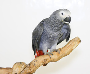 Colorful parrot landed on branch, isolated on white, African grey parrot