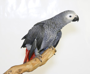 Colorful parrot landed on branch, isolated on white, African grey parrot