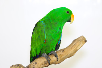 Colorful parrot landed on branch, isolated on white, Eclectus parrot