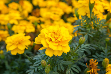 Marigold flowers close up