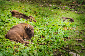 Herd of Bisons and calf at Bialowieza National Park