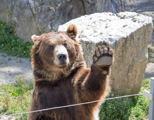 The brown bear waves a paw