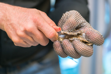 Fresh oyster held open with a oyster knife
