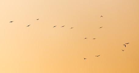 a flock of birds at sunset