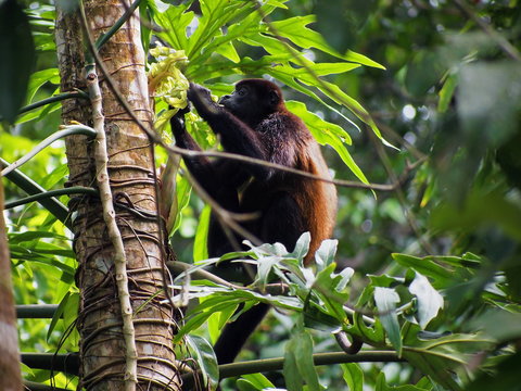 Mantled howler monkey, Alouatta palliata, eating  leaf, Cahuita national park, Costa Rica, Central America