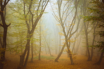 Autumn fog through the Hoia-Baciu haunted forest