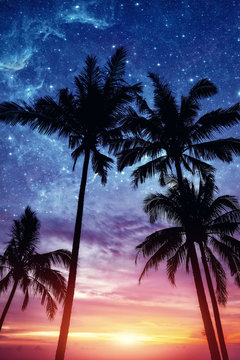 Silhouette of palm trees at sunset and stars
