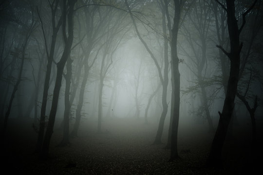 Fototapeta Foggy day into the haunted forest