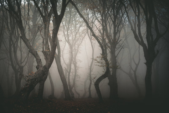 Hoia forest, the haunted forest