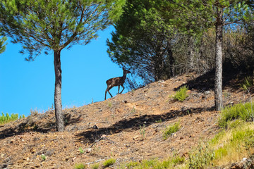 Sweet landscape of deer in Huelva mountains, Andalusia, Spain
