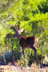 Sweet landscape of deer in Huelva mountains, Andalusia, Spain