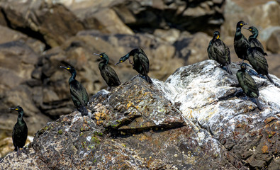 Cormorant family taking a sun bath