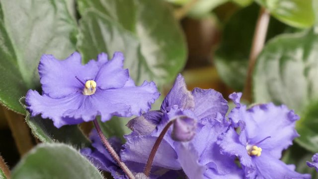 Saintpaulias African violet flower slow tilt 4K 2160p 30fps UltraHD footage - Purple Saintpaulia ionantha beautiful plant bud and leaves 3840X2160 UHD tilting video