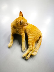The orange cat on the cement floor.