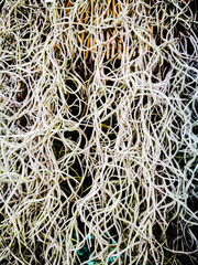 The Aerial roots of poplar. The texture of the plant.