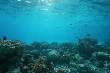 Shallow ocean floor with coral reef and fish, natural scene, Rangiroa lagoon, Pacific ocean, French Polynesia