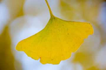 Naklejka premium Ginkgo biloba tree