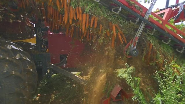 Season of harvesting. Agricultural machinery collects carrots. Slow motion, steady shot