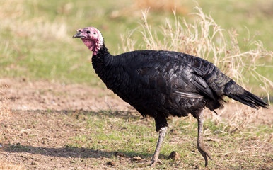 a turkey on a farm outdoors