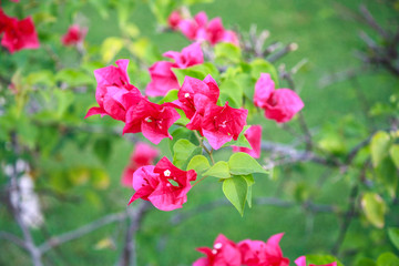 Pink bougainvillea in the garden
