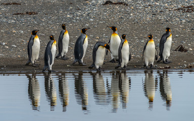 Obraz premium King Penguins in Tierra del Fuego, Chile