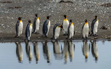 Poster King Penguins in Tierra del Fuego, Chile © mikasek