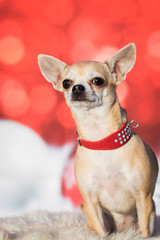 Weihnachtlicher Hund