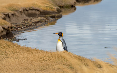 Obraz premium King Penguins in Tierra del Fuego, Chile