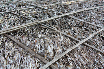 nypa,Nipa palm,roof,thatched,dry leaves