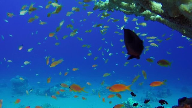 Underwater Colorful Tropical Fish Under Tabel Coral. Picture of a wonderful and beautiful underwater colorful fishes and corals in the tropical reef of the Red Sea, Dahab, Egypt.