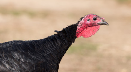 a turkey on a farm outdoors