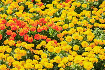 yellow and orange tagetes, erecta, marigold