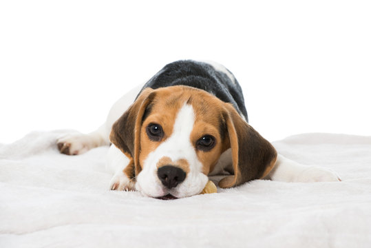 Müder Beagle Welpe