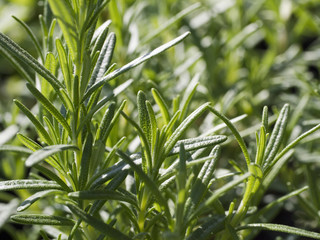 rosemary plants