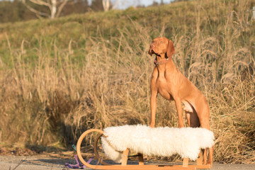 Weihnachtlicher Hund