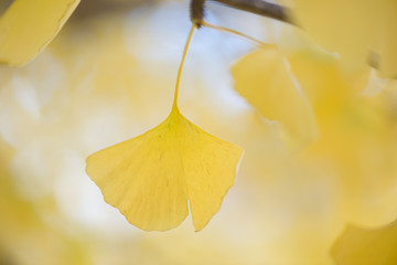 Naklejka premium Ginkgo biloba tree