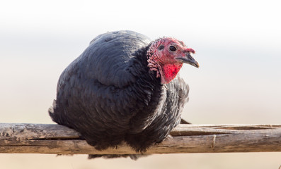a turkey on a farm outdoors