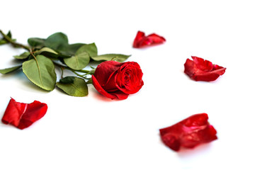 Red rose isolated on white background