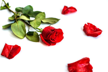 Red rose isolated on white background