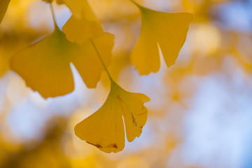 Ginkgo biloba tree