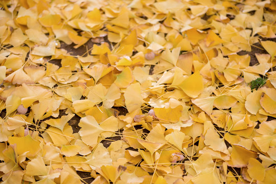 Ginkgo biloba tree
