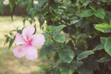 Pink Hibiscus Blossom China Rose flower, Malvaceae