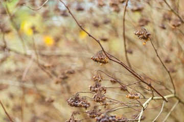 Dry plant photographed in winter.